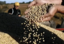 Fin para las retenciones cero: el campo ya vendió por US$ 7.000 y le puso fin a la sorpresiva medida