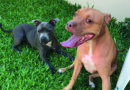 Zoonosis secuestró dos pitbull que estaban en la calle: uno entró a casa vecina y atacó a perro atado