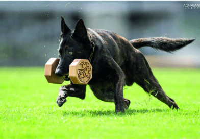 Perros – Río Tercero será sede del Campeonato Nacional de Adiestramiento este fin de semana