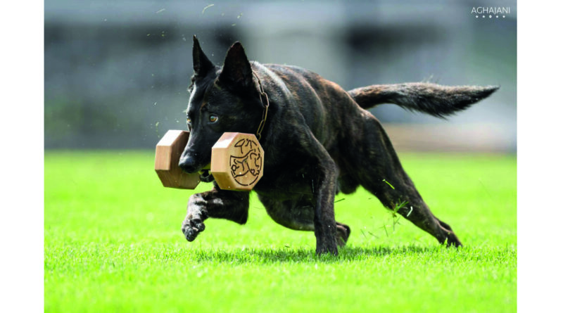 Perros – Río Tercero será sede del Campeonato Nacional de Adiestramiento este fin de semana