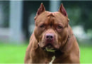 Tragedia en Córdoba – Murió un nene de 3 años tras ser atacado por un perro pitbull