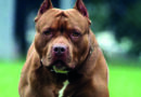 Otra tragedia en Córdoba desatada por un perro: un pitbull mató a un niño de dos años en Alta Gracia
