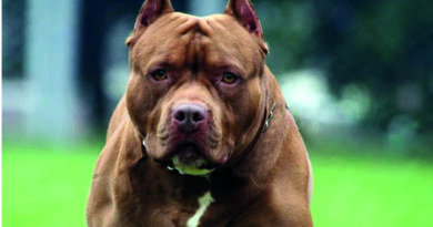 Otra tragedia en Córdoba desatada por un perro: un pitbull mató a un niño de dos años en Alta Gracia