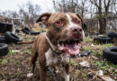 Tragedia en Buenos Aires: Un pitbull, el perro de la familia, mató a un niño de cuatro años
