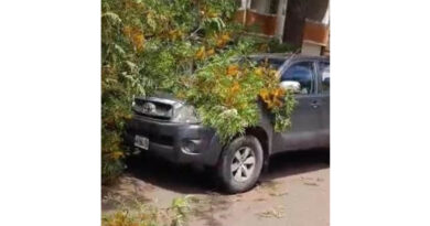 Rama de gran porte se desprendió de árbol de la Av. 9 de Septiembre y cayó sobre una camioneta (el video)