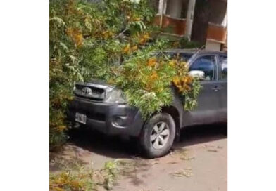 Rama de gran porte se desprendió de árbol de la Av. 9 de Septiembre y cayó sobre una camioneta (el video)